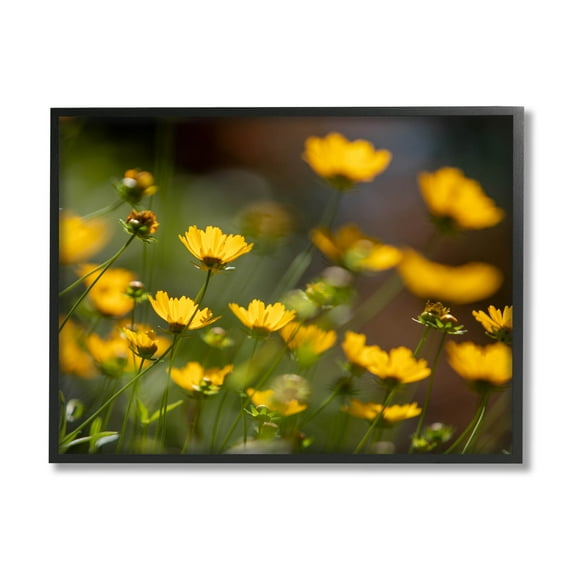 Yellow Daisy Wildflower Field Botanical & Floral Photograph Black Framed Art Print Wall Art