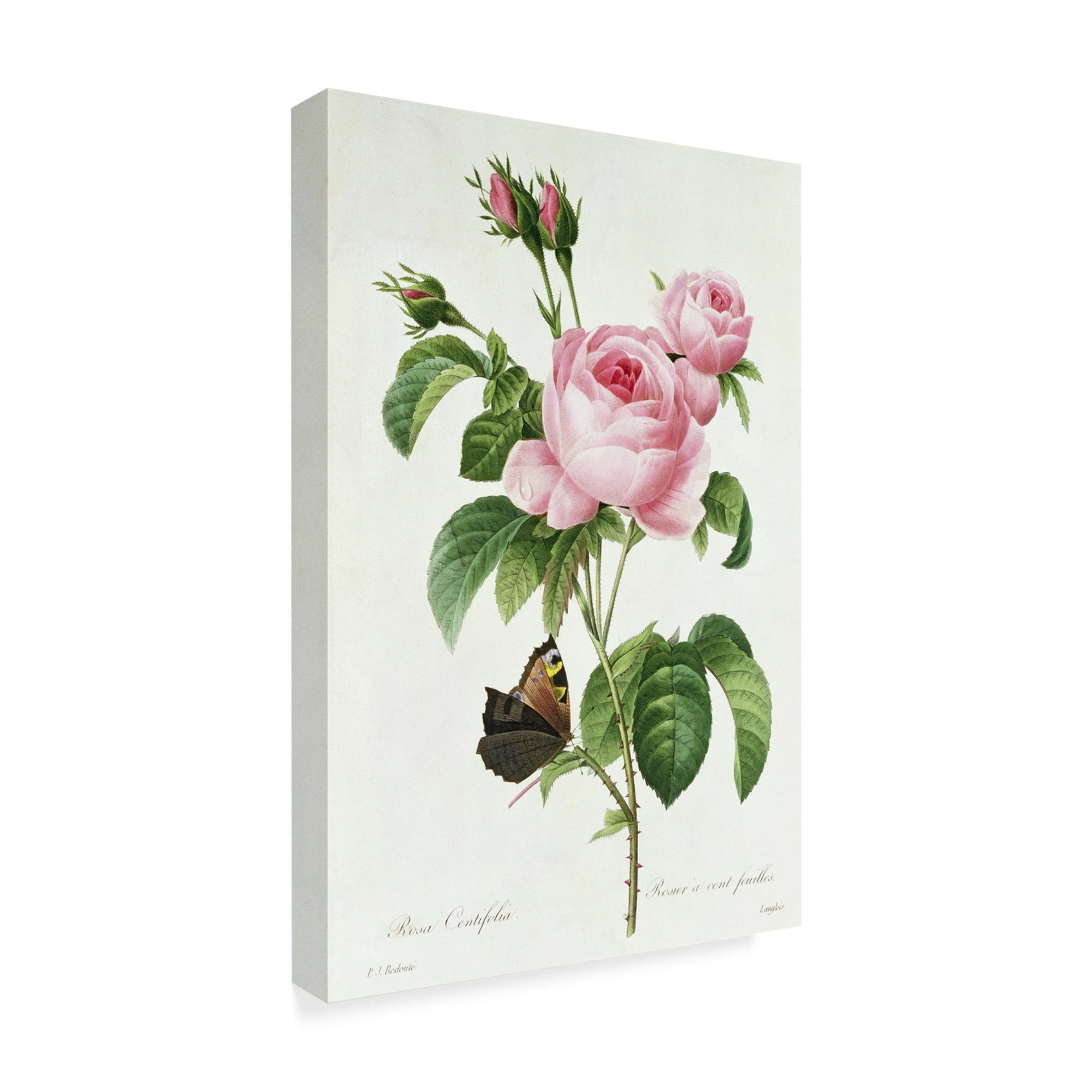 Trademark Fine Art 'Rosa Centifolia' Canvas Art by Pierre-Joseph Redoute