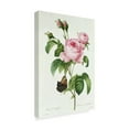thumbnail image 2 of Trademark Fine Art 'Rosa Centifolia' Canvas Art by Pierre-Joseph Redoute, 2 of 3