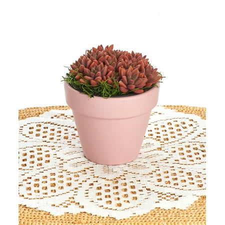 Pastel Pink Terracotta Spring Succulent Planter 4