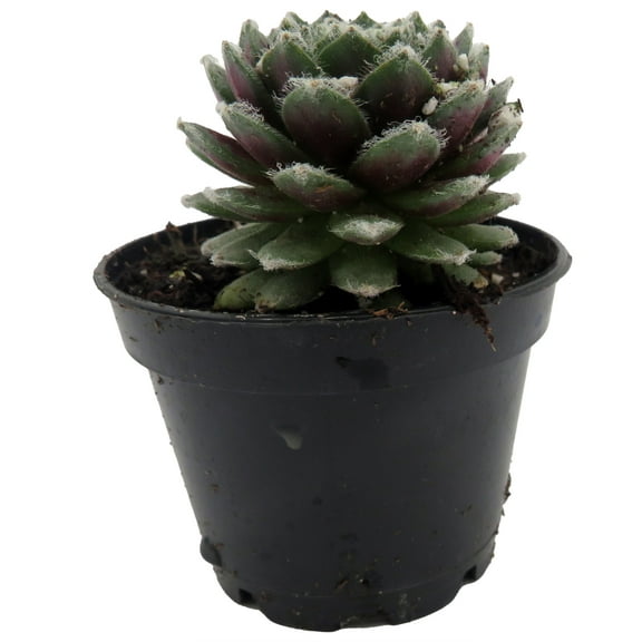 Chick Charmlettes® Nerdy Nelly - Sempervivum - 2" Pot
