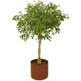 thumbnail image 1 of 30 FICUS TREE (Bodhi Tree / Sacred Fig / Bo Tree / Pipal) Ficus Religiosa Seeds, 1 of 5