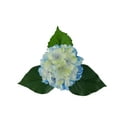 thumbnail image 6 of (3 pack) Mainstays 29" Artificial Blue Hydrangea Stem, Indoor Use., 6 of 10