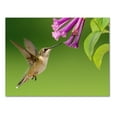 thumbnail image 6 of Small World Greetings Hummingbird Note Cards 12 Count - Blank Inside with White Envelopes - A2 Size 5.5" x 4.25" - Summer Greeting Cards - Bird Stationary, 6 of 8