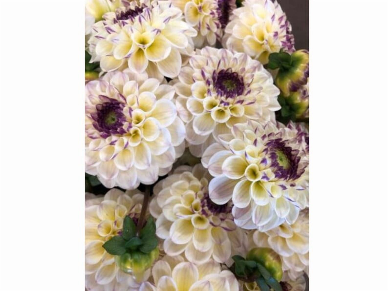 40 Seeds Cherish Dahlia Seeds Pollinator Friendly Heirloom Flower Seeds Mix to Plant