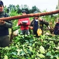 thumbnail image 3 of Onoiru Organic Paraguayan Yerba Mate - Aged 2+ Years - Biodynamically Grown - Rich and Bold Flavors - Native Forest Harvested - Terere or Hot - Hand Packed - 500g, 3 of 6