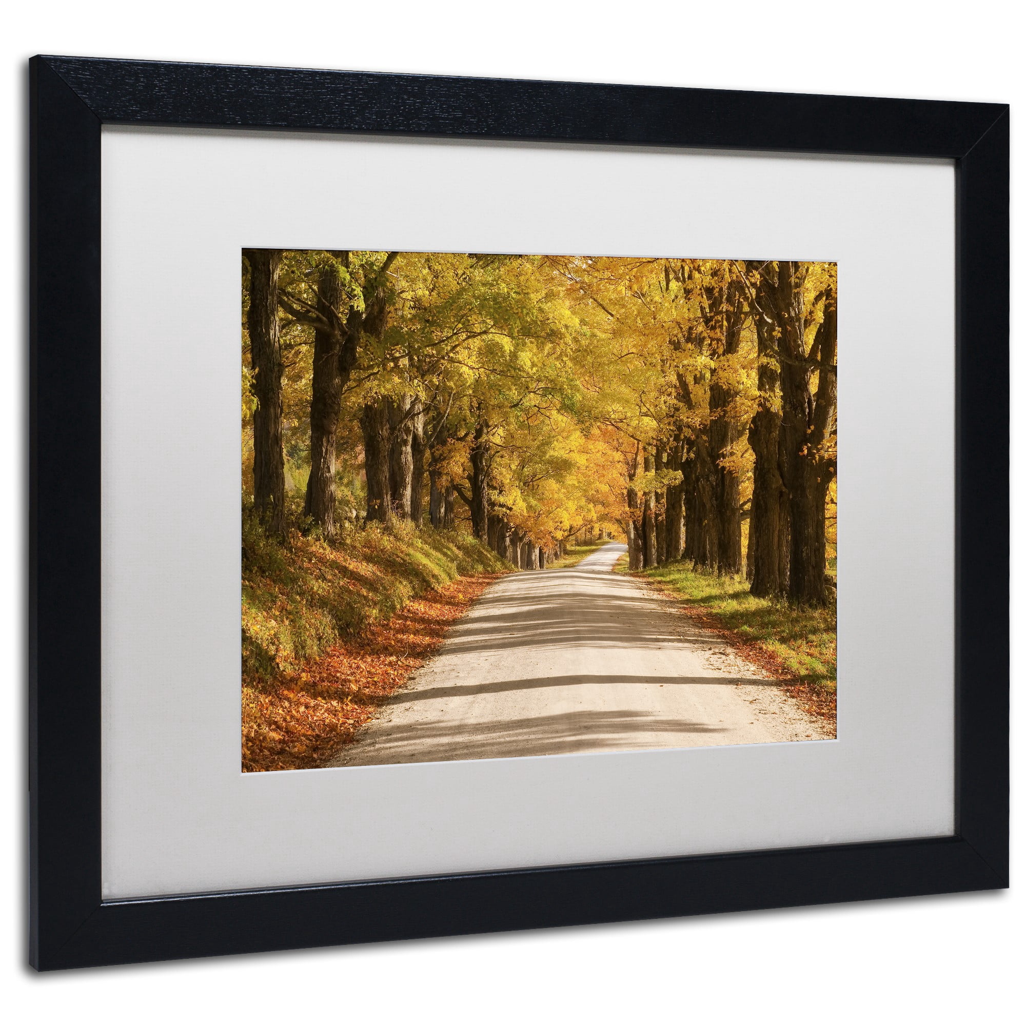 Trademark Fine Art 'Maple Canopy' Canvas Art by Michael Blanchette Photography, White Matte, Black Frame