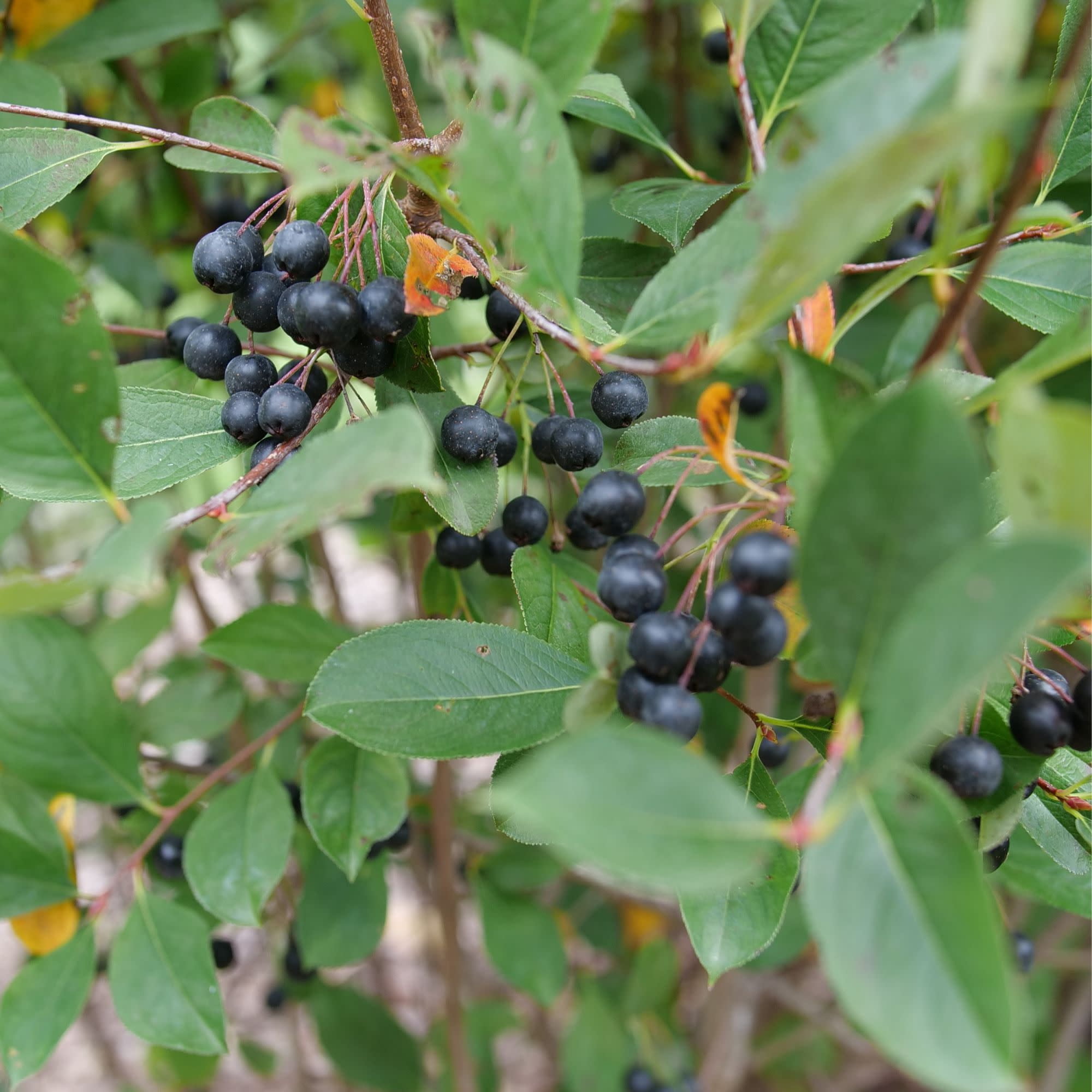 Proven Winners ColorChoice 5" White Low Scape Snowfire Aronia Live Plant in 4.5" Pot (4 Count)