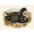 thumbnail image 2 of Gould, John 18x14 Black Ornate Wood Framed with Double Matting Museum Art Print Titled - Notornis-Notornix Mantelli, 2 of 4