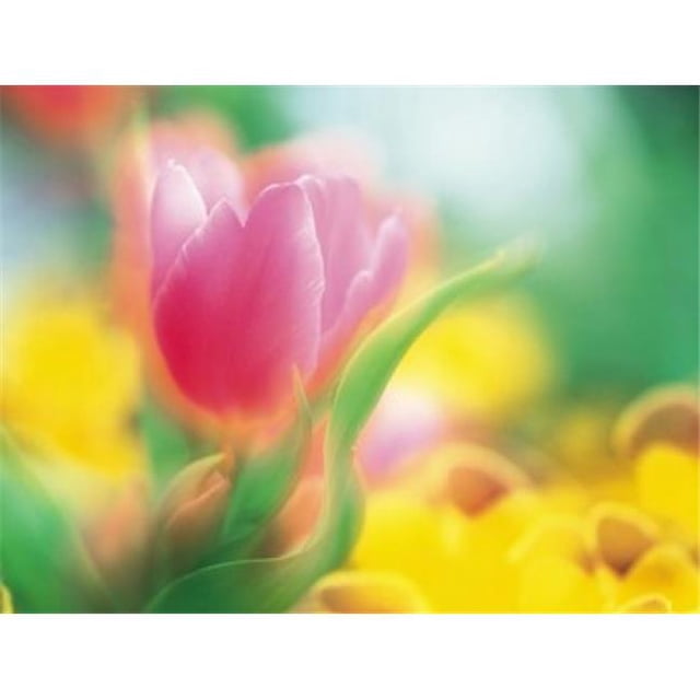 Panoramic Images PPI136844 Poster Fleurs Panoramic Images Imprimé - 36 x 28