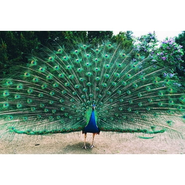 Beautiful Peacock with Feathers Spread Photo Poster Peafowl Bird Feather Train Erect Fanned Out Animal Cool Wall Art Print Poster 18x12