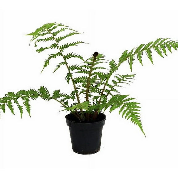 Australian Tree Fern - Cyathea cooperi - Exotic - 6" Pot