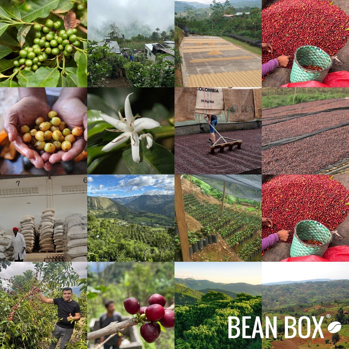 Sumatra Mutu Batak - Roasted by Klatch Coffee - Whole Bean Coffee - 310 Gram Bag