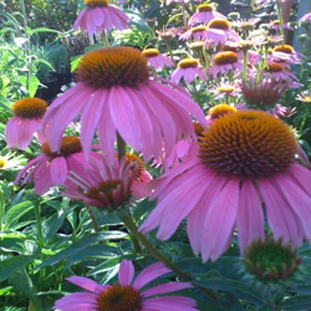 Purple Coneflower, Lavender Summer Flowers, Live Perennial for Full Sun and Dry Soil in a 1