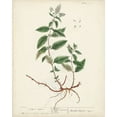 thumbnail image 2 of Unknown  15x18 White Modern Wood Framed Museum Art Print Titled - Antique Herbs VII, 2 of 4