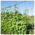 thumbnail image 5 of Everwilde Farms - 100 Kentucky Wonder 125 Pole Bean Seeds - Gold Vault Jumbo Bulk Seed Packet, 5 of 5