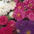 thumbnail image 2 of Outsidepride China Aster Seastar Seed Mix - 2000 Seeds, 2 of 6