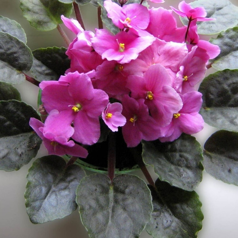 Light Pink African Violet Plants, Pink Flowering Indoor Plants 4 Inches Tall, African Violet for Patio