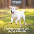 thumbnail image 4 of Nutramax Cosequin for Dogs Joint Health Supplement, Contains Glucosamine for Dogs, Plus Chondroitin, Supports Healthy Joints, Chewable Tablets, 250 Count, 4 of 7