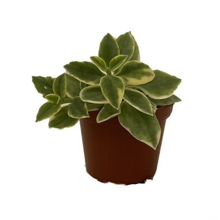MeZoo Trailing Succulent Ice Plant - Dorotheanthus - Indoors/Out - 2.5" Pot