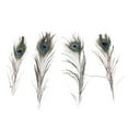 thumbnail image 4 of Lots 10 Pcs Plumes d'Œil de Queue de Paon Naturelles Réelles pour Bricolage 23-30cm/10-12 Pouces, 4 of 8