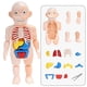 thumbnail image 1 of Model de Anatomía del Cuerpo Humano Montessori, rompecabezas 3D para niños, órgano de aprendizaje educativo, juguete ensamblado, órgano corporal, herramienta de enseñanza para niños Afortunado Sencillez, 1 of 2
