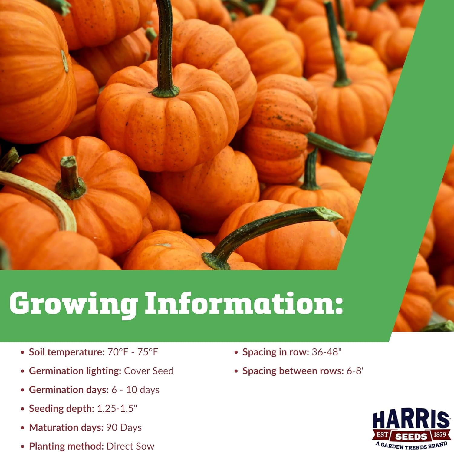 Harris Seeds - Treated Pumpkin Orangita F1 Non-GMO Vegetable - 1000 Seeds