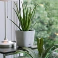 thumbnail image 5 of Flower Pots 6 Inch, 5 Pack Square Plant Pots with Drainage Holes and Connectiong Saucer Tray, for Indoor Outdoor, 5 of 5