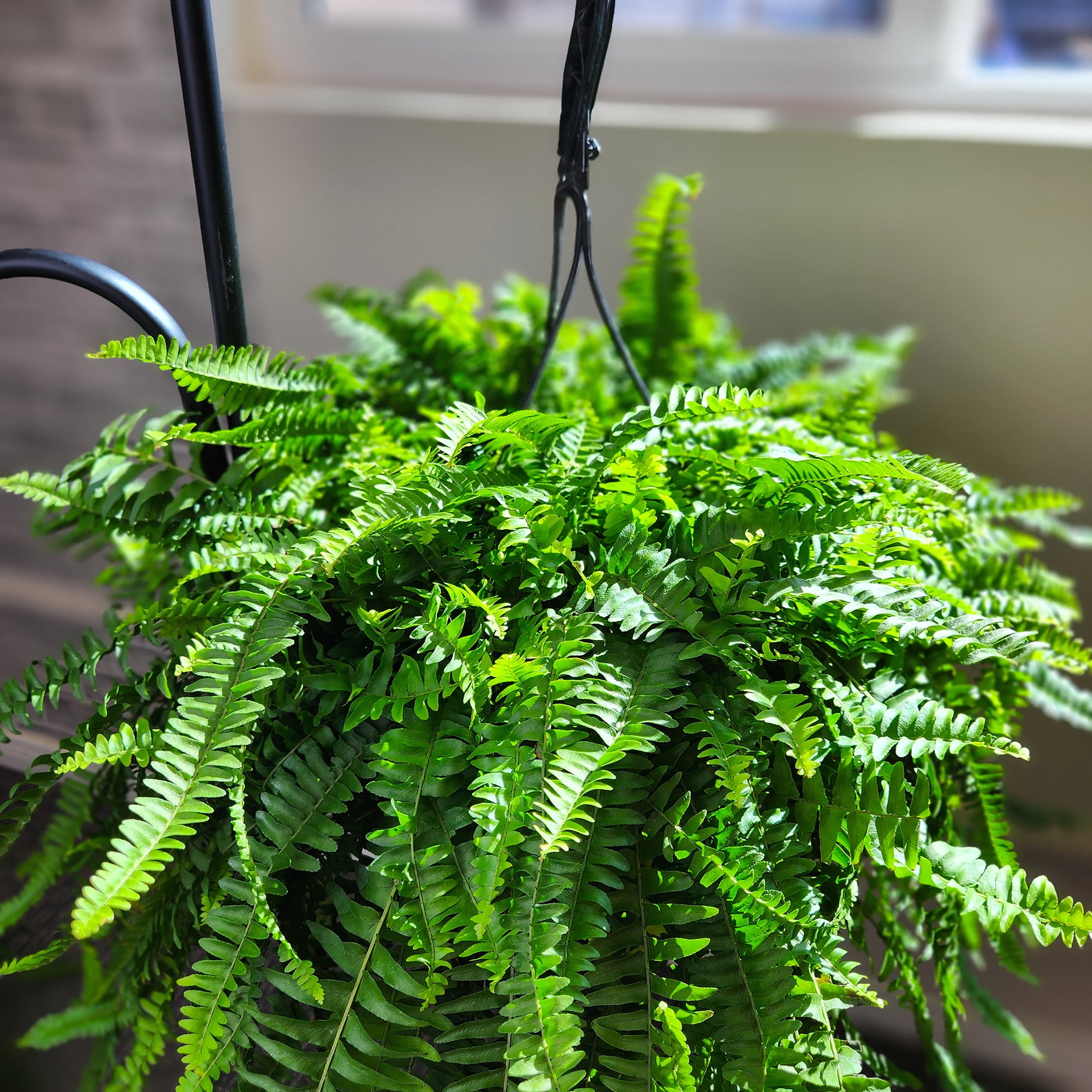 Boston Fern Houseplant & Outdoor Plant | 10in Hanging Basket; Partial Sun | Element by Altman Plants