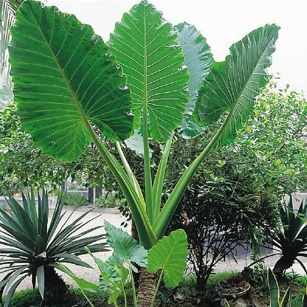 Upright Elephant Ear Bulbs Jumbo 1 Bulb Green Flower Bulbs, Bulb