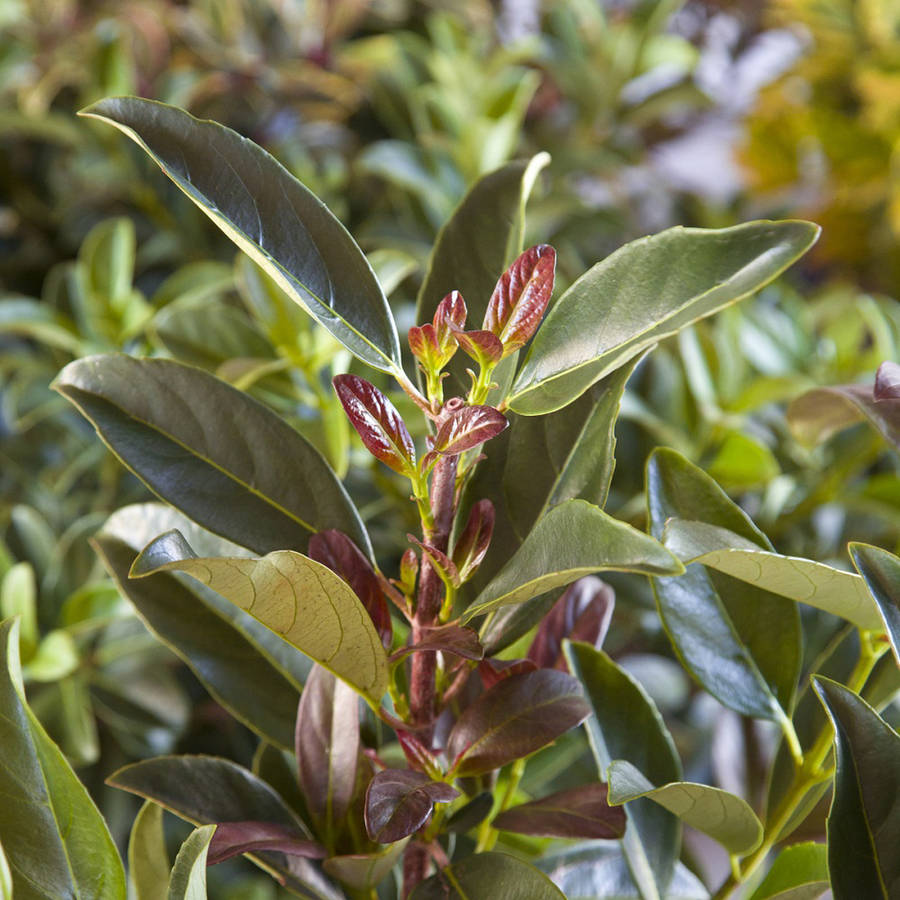 Coppertop Sweet Viburnum Evergreen Shrub with BronzeRed Foliage 3