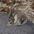 thumbnail image 1 of 15Cm Realistic Cute Plush Rabbits Lifelike Animal Simulation Toy Birthday Gift Autumn Sale-Gray, 1 of 3
