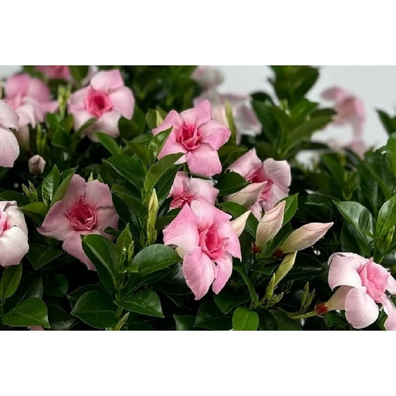 Mandevilla Double Pink Blush Starter Plant, Lot of 2