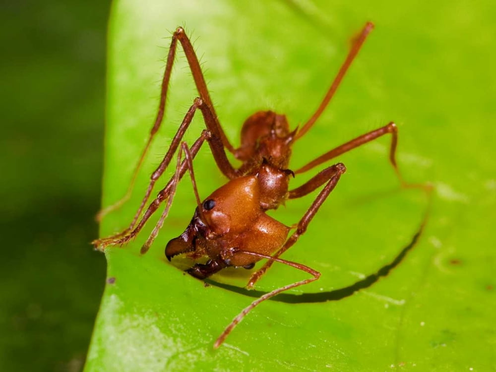 Leafcutter Ant ant cutting leaf Costa Rica Poster Print by Konrad Wothe ...