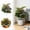 B, variant on Tong Green Ornamental No Watering Scene Use Multiple Sizes Bring You Some Greenery Easy To Maintain