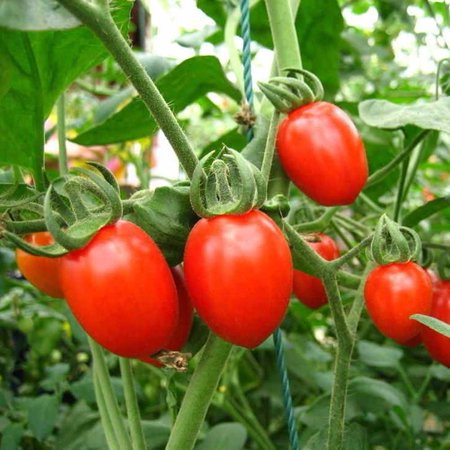 Бугенвиллия tomato red фото