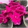 thumbnail image 5 of Red African Violets Live Plant, Random Red Flowers Streptocarpus, Indoor Flower Plants, Blooms All Year Round 4 Inch Pot, 5 of 7