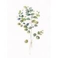 thumbnail image 2 of Swatland, Sally 25x32 Gold Ornate Wood Framed with Double Matting Museum Art Print Titled - Eucalyptus I, 2 of 4