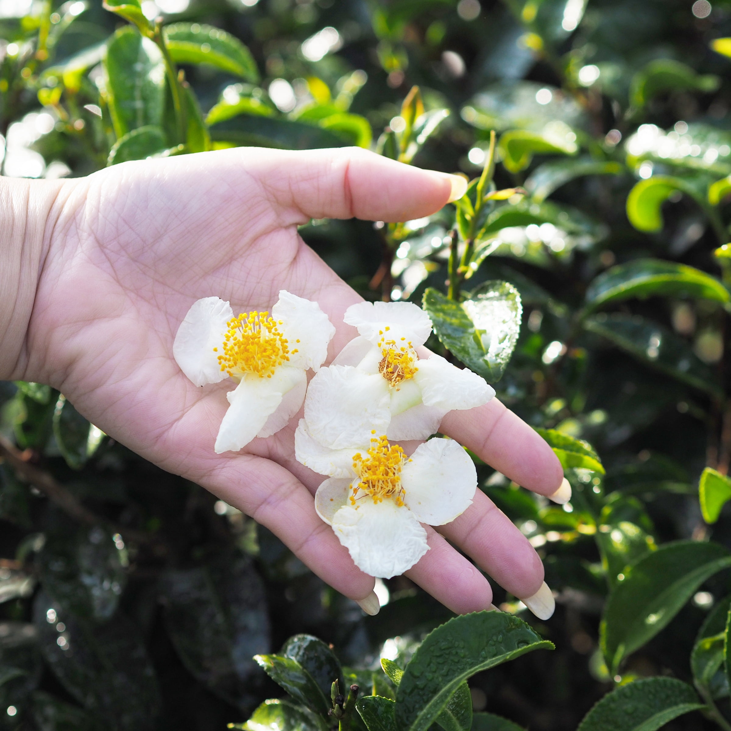 National Plant Network 4 in. Camellia Sinensis Brew-Tea-Ful (16-Pack)