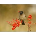 thumbnail image 2 of Waldmann, Shlomo 18x15 White Modern Wood Framed Museum Art Print Titled - Bulbul with Nandina, 2 of 4