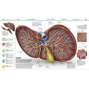 DK Knowledge Encyclopedias Knowledge Encyclopedia Human Body!: Human Anatomy as Youve Never Seen It Before, (Hardcover)