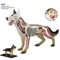 thumbnail image 3 of Modèle d'Anatomie Animale Jouet d'Assemblage d'Intelligence Chien 4d Appareils d'Apprentissage Diy, 3 of 5
