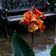 thumbnail image 2 of Canna, Low Maintenance - Easy Grow - Ideal for Beds Borders, Plant Pots & Planters, 2 of 4