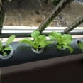 thumbnail image 4 of MYG 50pcs Plant Net Cup and 50pcs Cylinders Sponge, for Hydroponic Plant Starting, 4 of 9