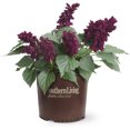 thumbnail image 2 of Southern Living Saucy Wine Salvia Live Shrub in 2.5-Quart Grower Pot, 2 of 5