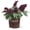 Purple, variant on Southern Living Saucy Purple Salvia Live Shrub in 2.5-Quart Grower Pot
