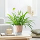 thumbnail image 4 of Jardinero de potos con autorriego – Maceta apilable para cultivo de agua para plantas de interior,suministro de agua eficiente y fácil cuidado, 4 of 6