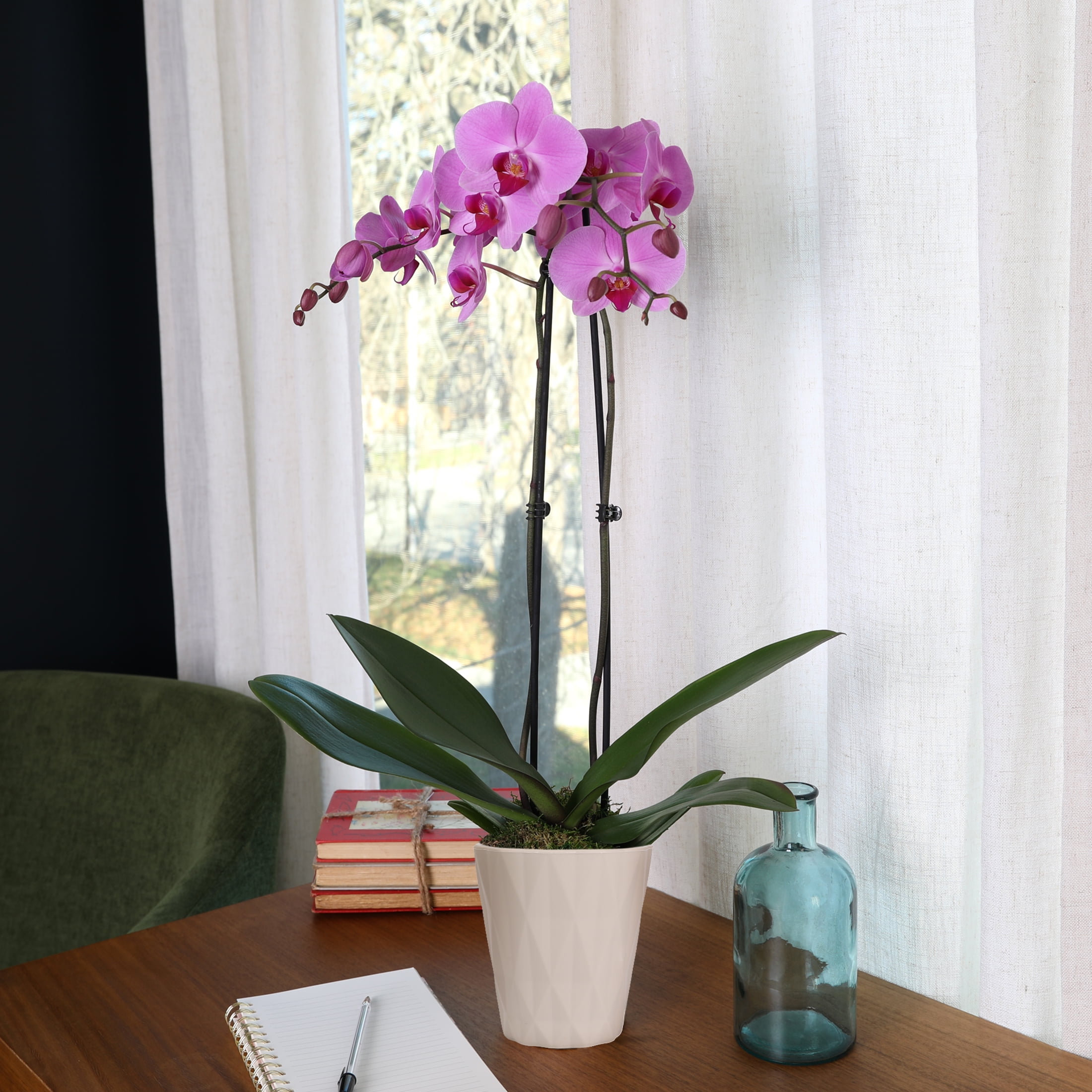 Just Add Ice Live Plant 16-30" Tall Premium Pink Purple Orchid in 5" Decorative Clay Pot