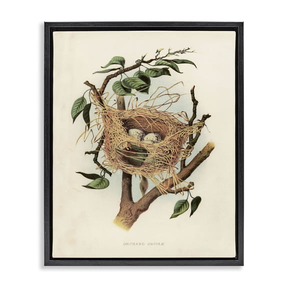 Stupell Industries Cottage Eggs in Birdnest Study Black Floating Frame Canvas Art, 17 x 21, by Tina Higgins Designs Inc.