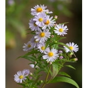 Earthcare Seeds - Aster Smooth Blue 500 Seeds (Symphyotrichum Laeve) Heirloom - Open Pollinated - Native